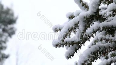 雪在树枝上合上